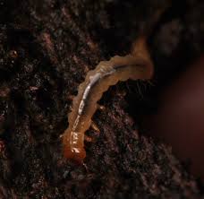 Attēlu rezultāti vaicājumam “Schizotus pectinicornis larva”