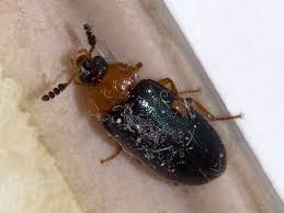 Attēlu rezultāti vaicājumam “Tetratoma fungorum”