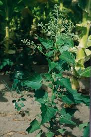Attēlu rezultāti vaicājumam “Chenopodium polyspermum var. acutifolium flower”