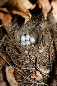 Attēlu rezultāti vaicājumam “Motacilla alba nest”