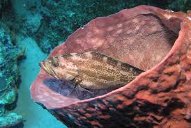 Image result for Mycteroperca interstitialis