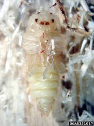 Attēlu rezultāti vaicājumam “Tetropium fuscum”