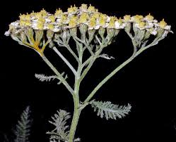 Image result for Achillea millefolium