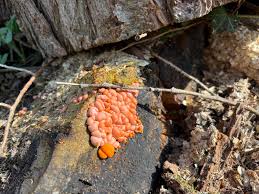 Attēlu rezultāti vaicājumam “Lycogala cf. oleocrystalliferum spores”