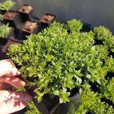 Image result for Silene schafta