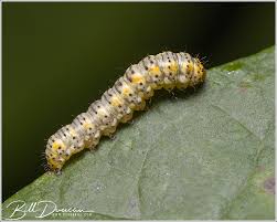 Attēlu rezultāti vaicājumam “Noctuidae”