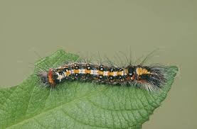 Attēlu rezultāti vaicājumam “Acronicta aceris larva”