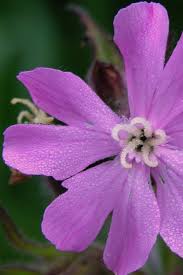 Image result for Silene dioica