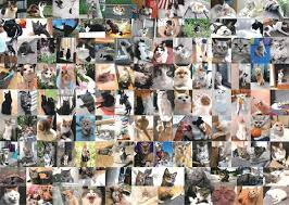 猫次郎o에 대한 이미지 검색결과