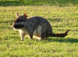 Image result for viscacha