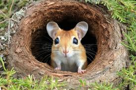 Attēlu rezultāti vaicājumam “Apodemus flavicollis”