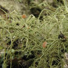 Attēlu rezultāti vaicājumam “Biatoropsis usnearum”