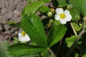 Attēlu rezultāti vaicājumam “Fragaria viridis leaf”