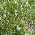 Attēlu rezultāti vaicājumam “Nardus stricta fruit”