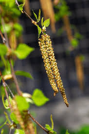 Attēlu rezultāti vaicājumam “Betula humilis male flower”