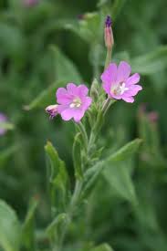 Attēlu rezultāti vaicājumam “Epilobium hirsutum”