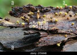 Attēlu rezultāti vaicājumam “Physarum viride”