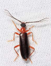 Attēlu rezultāti vaicājumam “Pyrochroidae”