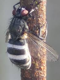 Attēlu rezultāti vaicājumam “Entomophthora”