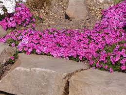 Image result for Phlox (großblumig)