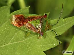 Attēlu rezultāti vaicājumam “Acanthosoma haemorrhoidale imago”