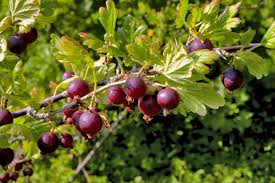 Attēlu rezultāti vaicājumam “Ribes uva-crispa fruit”