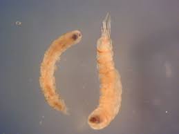 Attēlu rezultāti vaicājumam “Tipulidae larva”