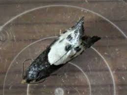 Attēlu rezultāti vaicājumam “Notocelia cynosbatella”