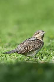 Attēlu rezultāti vaicājumam “Jynx torquilla adult”