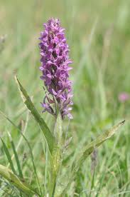 Attēlu rezultāti vaicājumam “Dactylorhiza incarnata”