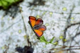 Attēlu rezultāti vaicājumam “Lycaena hippothoe underside”