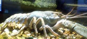 Attēlu rezultāti vaicājumam “Astacus leptodactylus”