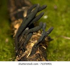 Attēlu rezultāti vaicājumam “Xylaria longipes”