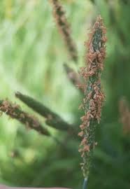 Attēlu rezultāti vaicājumam “Alopecurus pratensis fruit”