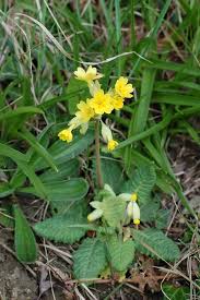Attēlu rezultāti vaicājumam “Primula x polyantha”