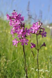 Attēlu rezultāti vaicājumam “Silene viscaria”