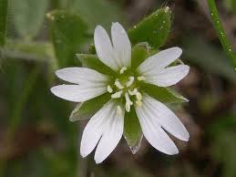 Attēlu rezultāti vaicājumam “Cerastium holosteoides”