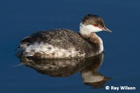 Image result for Podiceps auritus