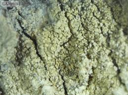 Attēlu rezultāti vaicājumam “Pertusaria flavida”