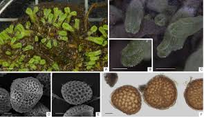 Attēlu rezultāti vaicājumam “Riccia bifurca”