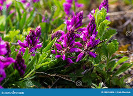 Attēlu rezultāti vaicājumam “Polygala vulgaris”