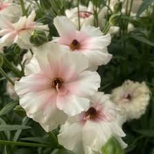 Attēlu rezultāti vaicājumam “Ranunculus elatior flower”