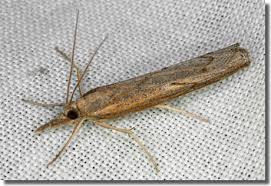 Attēlu rezultāti vaicājumam “Pediasia contaminella”