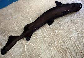 Image result for Dalatias licha