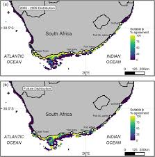 Image result for Chrysoblephus laticeps