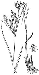 Attēlu rezultāti vaicājumam “Juncus compressus”