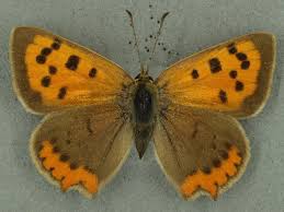 Attēlu rezultāti vaicājumam “Lycaena phlaeas male”