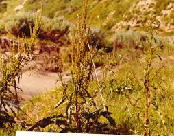 Attēlu rezultāti vaicājumam “Rumex crispus leaf”