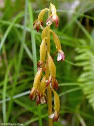 Attēlu rezultāti vaicājumam “Corallorhiza trifida fruit”