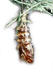 Attēlu rezultāti vaicājumam “Lymantria monacha pupa”